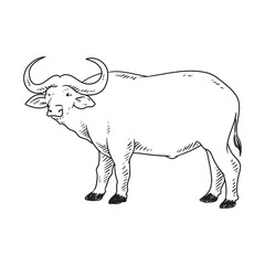 bull or buffallo book illustration