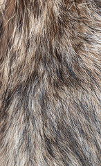 close up of coyote fur texture