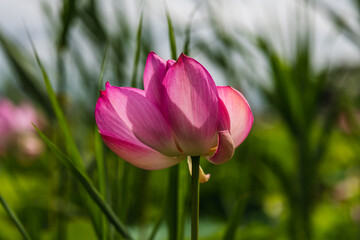 Obraz premium 蓮田の蓮の花