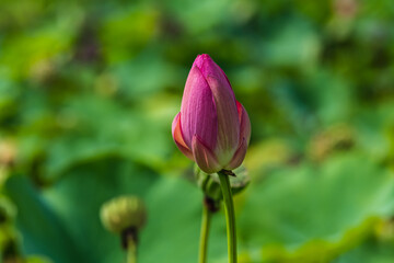 Fototapeta premium 蓮田の蓮の花
