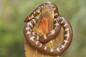 A common pipe snake is looking for prey on rotting tree trunks. This snake whose tail resembles the head has the scientific name Cylindrophis ruffus.