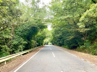 Obraz premium 【緑のトンネル】夏の山道（五色台）