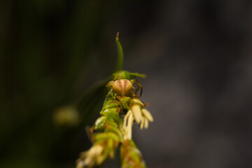 Macro of a spider