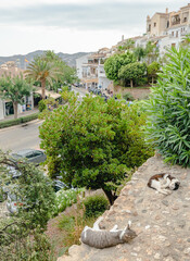 Two stray cats laying in the sun on a cobblestone overlook of a Spanish village. The plants are lush and green.
