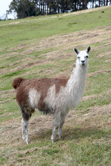 White llama with brown light blue eyes