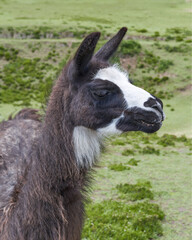 Close-up vertical photograph of black llama with white face