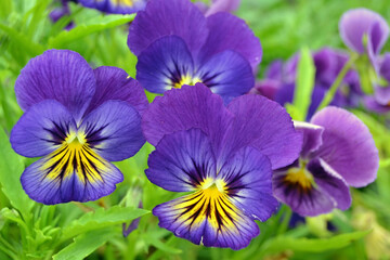  colorful pansy flowers in a garden on a green background