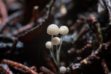 Mushrooms on a tree