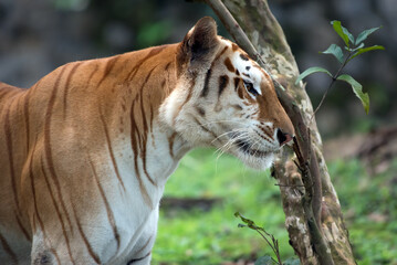 The golden tiger in their environment