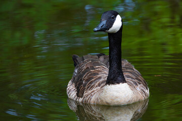 Canada Goose Closeup Portrait Swimming In A Pond With its Reflection In Water Blended With Green Reflection Of Trees Blurred With Water Ripples