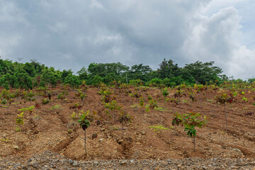 Fototapeta na wymiar reforestation growing tree on brown soil ground