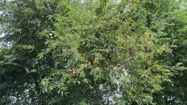 tamarind fruit in nature garden