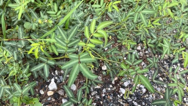Mimosa pudica plant on the ground