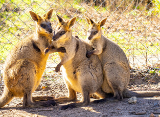 Wallaby kangaroo. Female male and cub