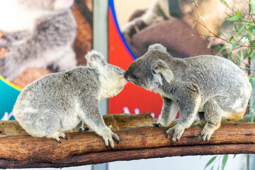 female male koala in the mating season. Hot Kiss .