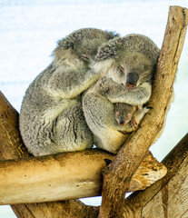 Koala female male and baby on the tree