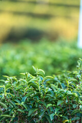 Green tea tree leaves field young tender bud herbal Green tea tree in camellia sinensis organic farm. Close up Fresh Tree tea plantations mountain green nature in herbal farm plant background morning