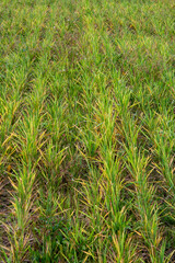 Fallow is a field resting after sowing. Selective focus.