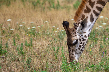 Giraffe Grazing In The Dry Grass Field Closeup 