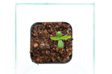 The cannabis plant begins to germinate.