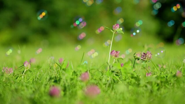 Bubbles falling on clover flowers
