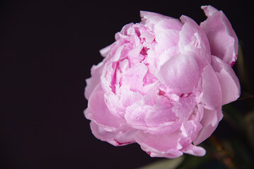Beautiful flower closeup, pink peony on dark background, petals with water drops.