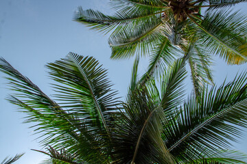 Fototapeta na wymiar Coconut trees seen from below on a blue cloud background