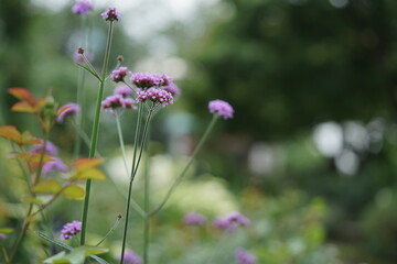 バーベナボナリエンシス(1)