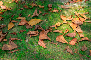 Background of fallen dry leaves on green grass