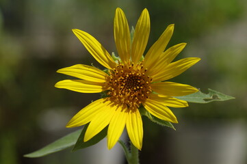 ミニひまわりの花