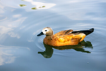 China's Ruddy Shelduck