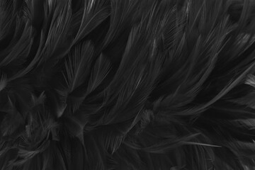 Beautiful black grey bird feathers pattern texture background.