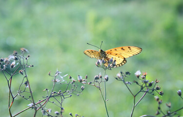 butterfly perched on the grass leaf