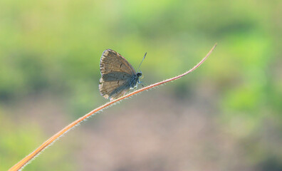 butterfly perched on the grass leaf