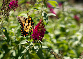 A tiger swallowtail butterfly on a butterfly bush.