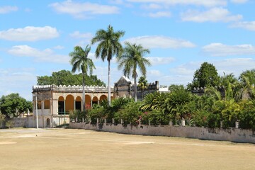 palm trees in the park