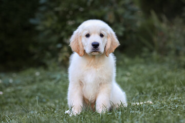 golden retriever puppy in summer. Young Pretty Golden Retriever Puppy Laying in Sun on Grass. 6 Week old Golden Retriever puppy