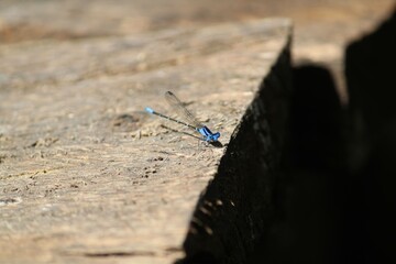 dragonfly on the wall