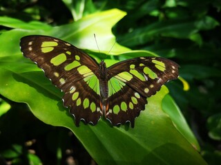 butterfly on leaf