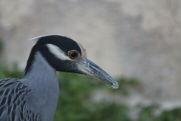 grey crowned crane