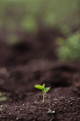 Small Plant in the soil 