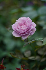 薄紫色のバラ一輪
