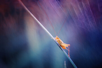 small butterfly silhouette at dusk