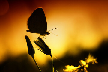 small butterfly silhouette at dusk