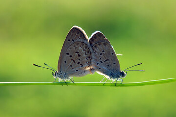 Fototapeta na wymiar little butterfly mating on a green background