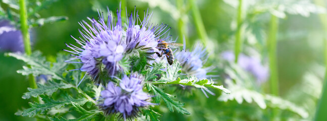 Bee and flower phacelia. Close up of a large striped bee collecting pollen from phacelia on a Sunny bright day. Phacelia tanacetifolia (lacy). Banner