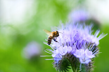 Bee and flower phacelia. Close up flying bee collecting pollen from phacelia on a sunny day on a green background. Phacelia tanacetifolia (lacy). Summer and spring backgrounds