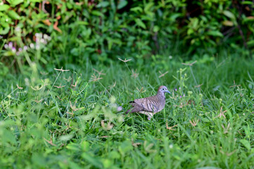 A lone dove was walking on the grass on the side of the road in the morning looking for food with natural background.