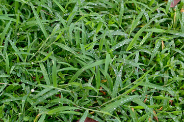 Closeup of Drops of water on the green leaves after the rain stops with natural background.