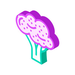 purple broccoli isometric icon vector. purple broccoli sign. isolated symbol illustration